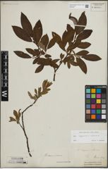 Foto von Salix lapponum L. x Salix silesiaca Willd.
